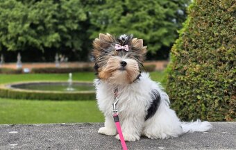 Biewer terrier -  fenka  s PP - 9