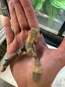 Phelsuma & Geckos - 9