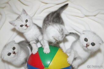Předrezervace stříbrných koťátek – Scottish Fold / Straight - 9