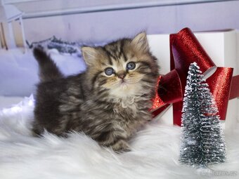 Britská koťátka - 9