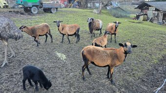 Kamerunské ovce - hobby chov - 9