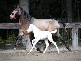 Mare with cremello foal - 9