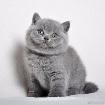 Briská modrá koťátka s PP - 9