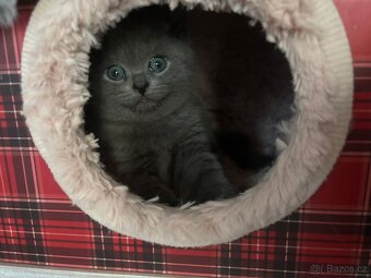 Britská koťátka - 9