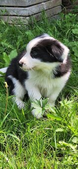 Border kolie - 9