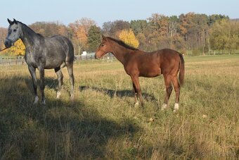 Tiebreak - letošní hřebeček - 9