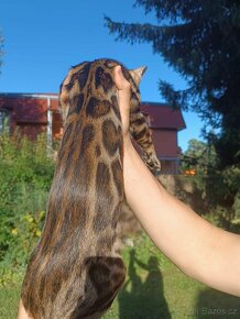 PŘEDBĚŽNÁ REZERVACE LUXUSNÍ Bengálská stříbrná koťáta s PP - 9