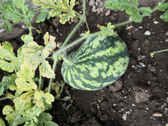 Prodej zahrada Děčín - 9