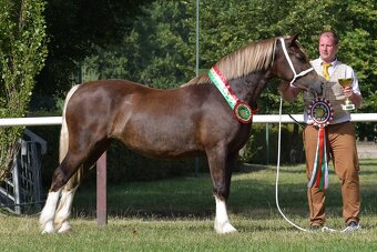 🌟 Hřebeček Welsh Cob v atraktivní barvě 🌟 - 9