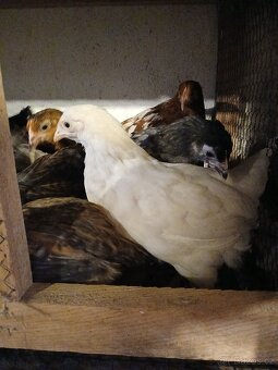 Dominant, slepice, kuřice - 9