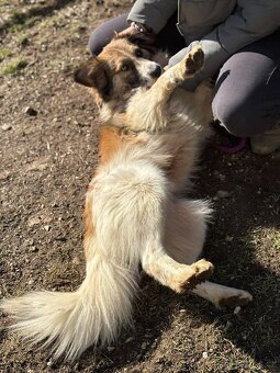 MARCUS - kastrovaný psík 1 rok - 9