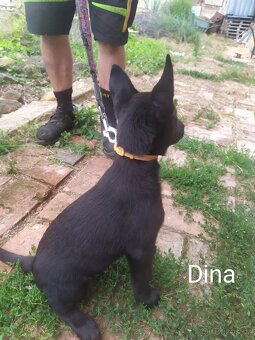 Belgický ovčák malinois - 9