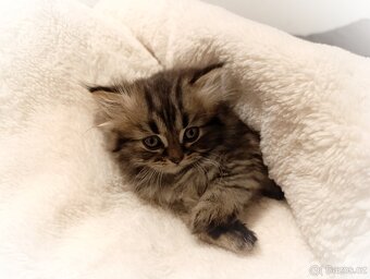 Kotě perské kočičky - 9