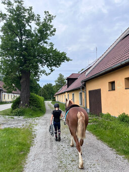 Prodáme valáška welsh pony of cob type, sekce C - 9