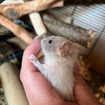Mláďata osmáka degu s PP v různých barvách - 9