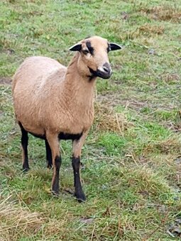 Kamerunské ovce - 9