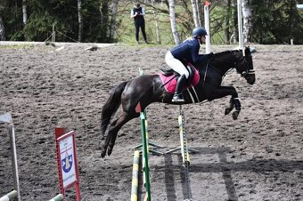 Hodná klisna A1/1 - 9