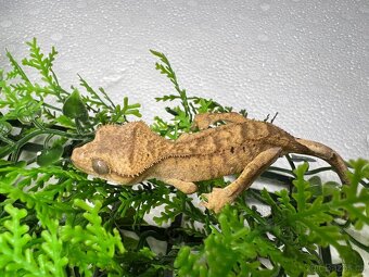 Pagekon řasnatý- Correlophus ciliatus - 9