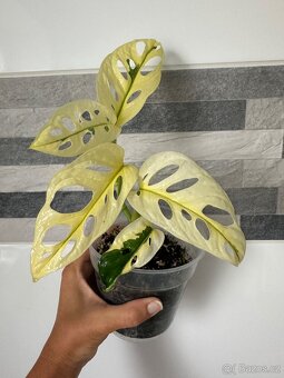 Monstera Adansonii Japanese Tricolor - 9