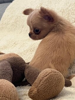 ČIVAVA štěňátka s pp - 9