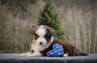 Australský ovčák s PP - 9