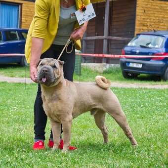Sharpei,šarpej stěně s PP - 9