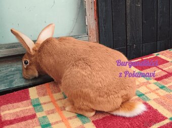 BURGUNDSKÝ králík s PP - SAMEČCI A SAMIČKY ⭐️⭐️⭐️ - 9