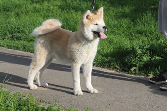 Akita s PP - 9