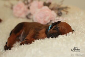 Rhodesian Ridgeback - 9