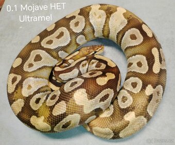 Krajta královská subadult a adult - 9