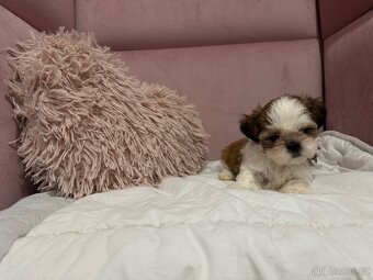 Shih tzu s PP, shih-tzu, Shi tzu, si cu, si tzu - 9