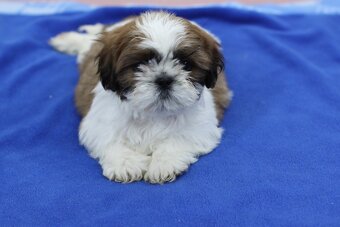 Shih-tzu, Shih tzu, si cu bez pp - 9