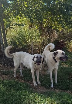 Kangalský pastevecký pes- štěňátka s pp - 9