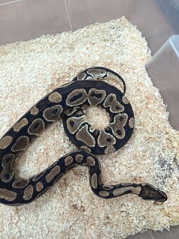 Krajta královská Dospělá chovná skupina - 9