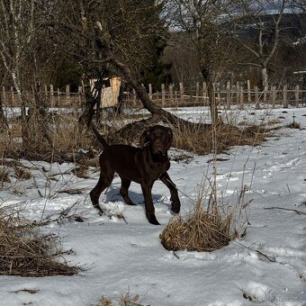 Německý krátkosrstý ohař - 9