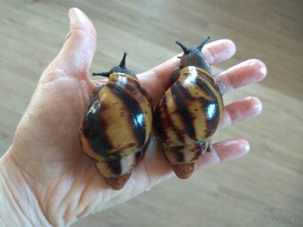 Africký šnek Archachatina Marginata Suturalis Dark body - 9
