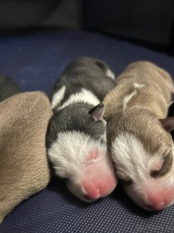 🐾 ŠTĚŇÁTKA HUSKY NA PRODEJ – HLEDÁME MILUJÍCÍ DOMOVY ❤️ - 9