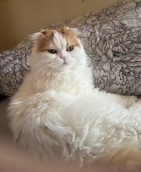 Kocour k nakrytí - 9