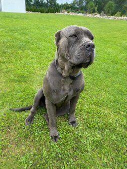 Bandog - 9