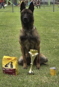 Belgický ovčák Malinois s PP - štěňata 8.týdnů - 9