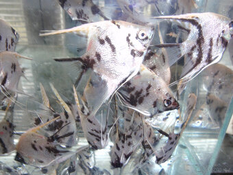 Aktuální nabídka akvarijních rybek,šneků,krevet - 9