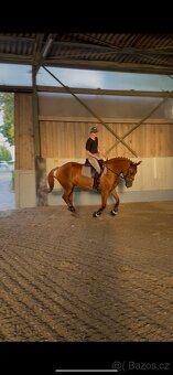 Predám kobylku - 9