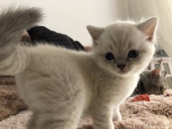 Čistokrevná britská krátkosrstá koťata po rodičích s PP - 9