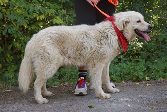 Coraz hledá domov - 9