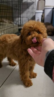 Toy pudlík z čínské linie – 3 měsíce, teddy typ, red brown - 9