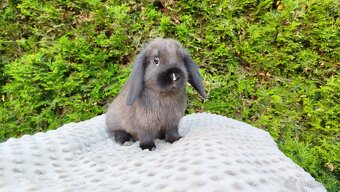 Zakrslý beránek, králíček, králík - PATRICIE - 9