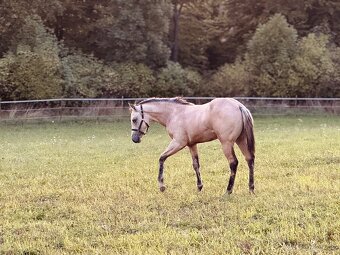 AQH klisna po Shiners Vodoo Dr - 9