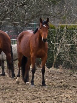 Klisna po ČSP Olly - 9