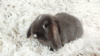 Zakrslý beránek, králíček, králík - DAN - 9