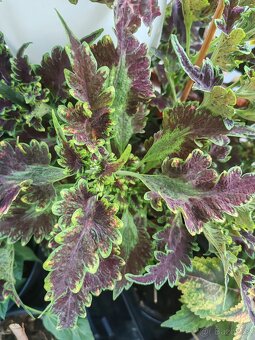 Coleus - 9